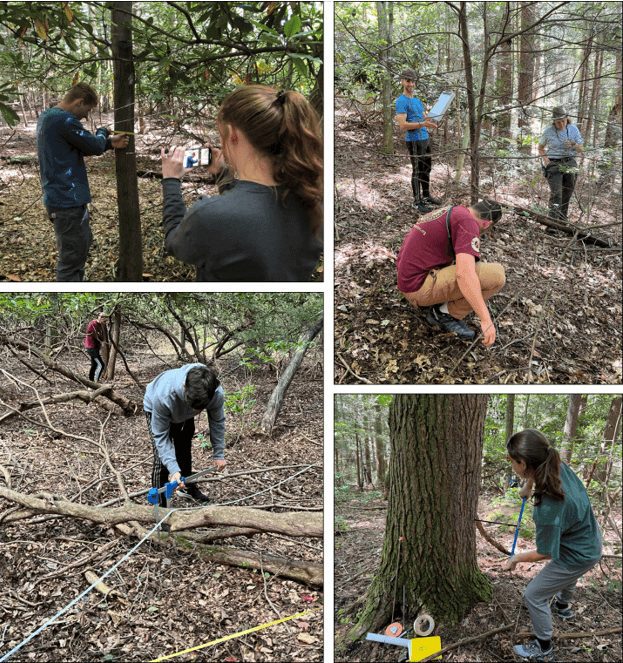 Forest plot field methods. Clockwise from top left: Measuring the diameter of a red maple; counting seedlings in a micro plot; collecting a core sample from an eastern hemlock; and measuring the diameter of coarse woody debris (CWD) (© ALEXIS FOSTER; THOMAS SALADYGA [upper left photo]).