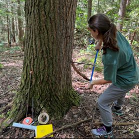 collecting a core sample from an eastern hemlock