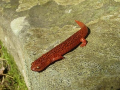 A red salamander with small black spots