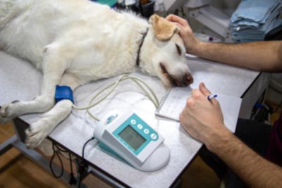 A veterinarian giving a dog a check up